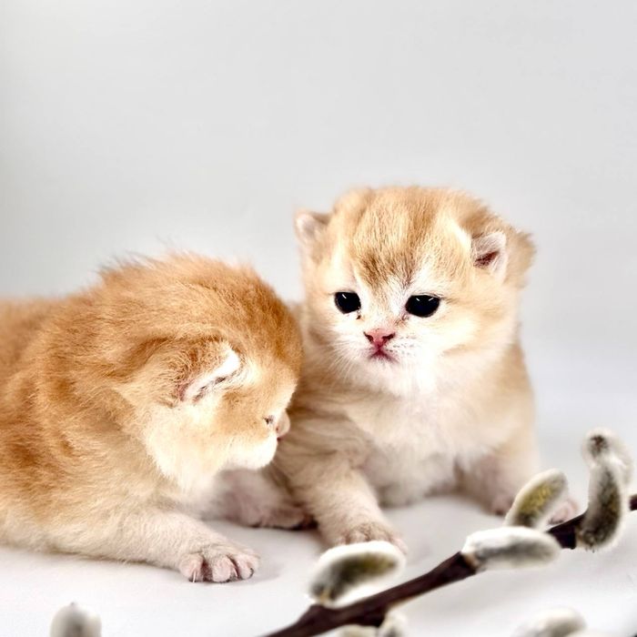 Котятки шиншилки золотинки