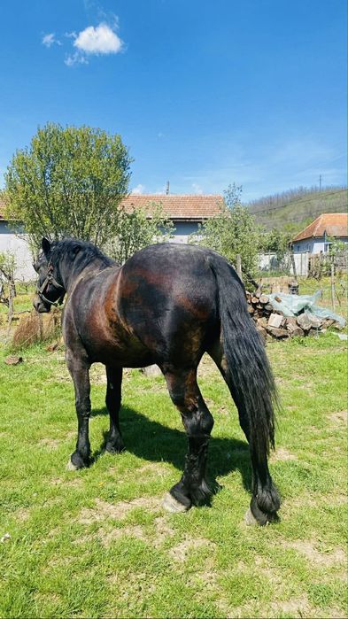 Manza neagra de 2 ani