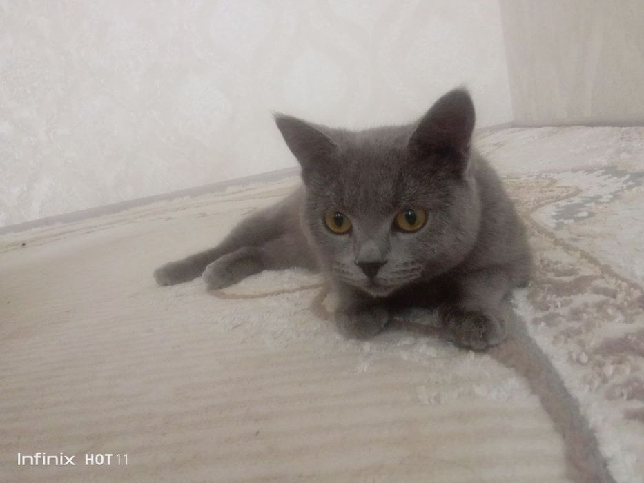 Mushuk British shoootland