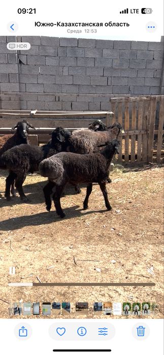 Семіз Қой, Тоқты қошқар