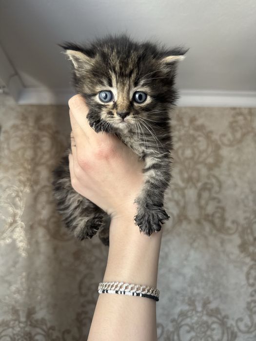 Котята бесплатно