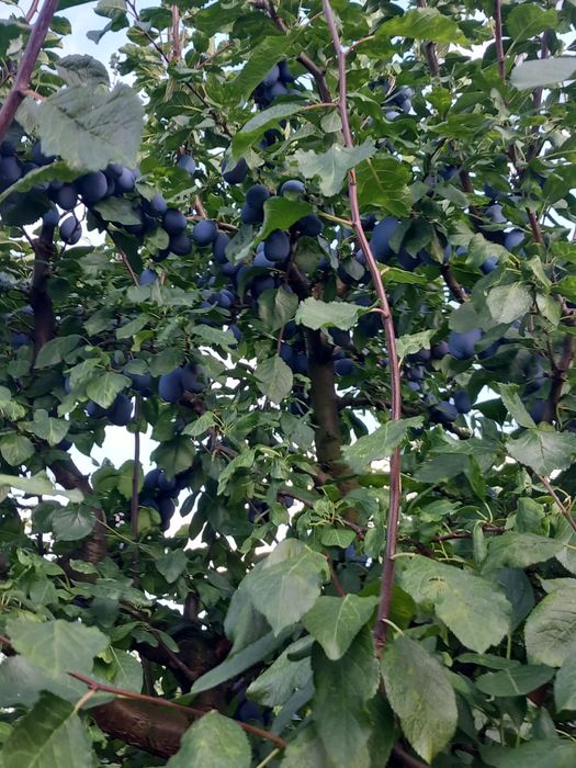 Vând prune Stanley pentru consum