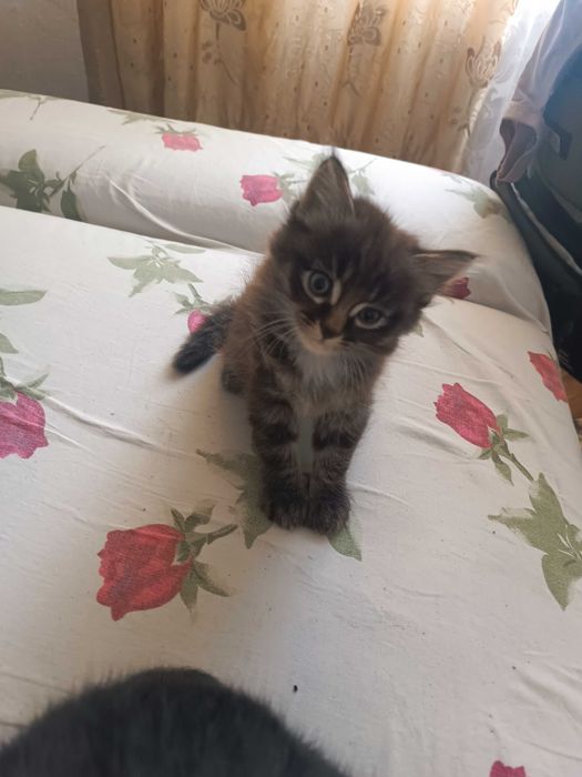 Отдам очень красивых  котят!
