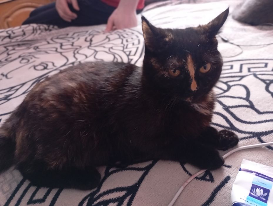 Животные кошка отдаю даром