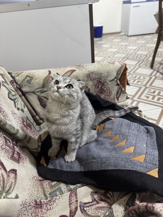 Шотландская кошка вислоухая