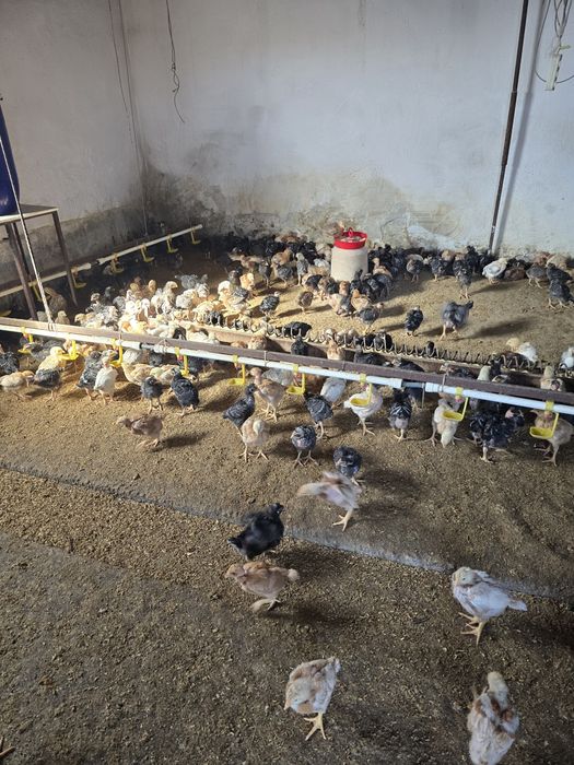 Pui rasa mixta calitate superioara