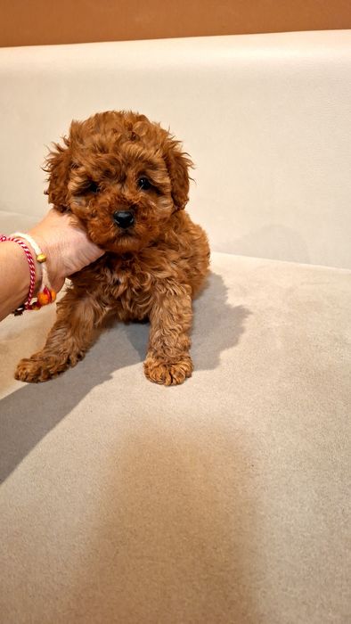 Мини  Пудел   Момченца  и  Момиче