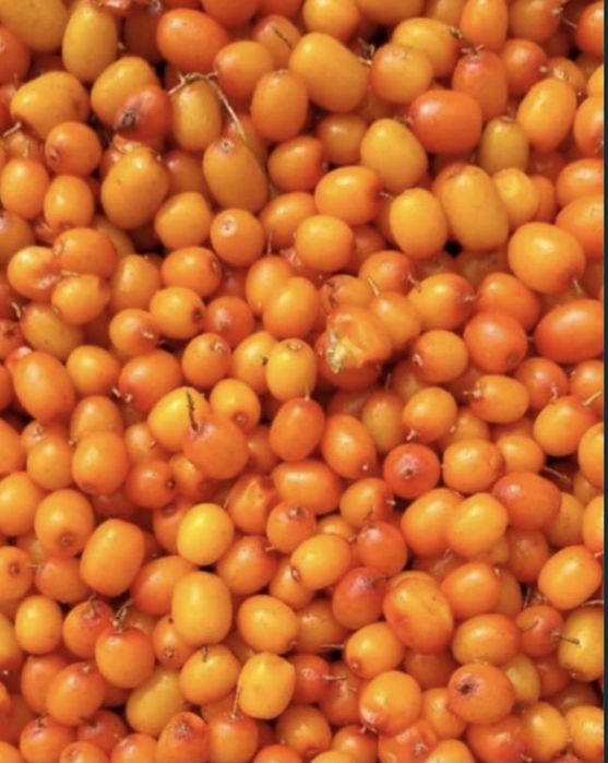 Облепиха Облепиха