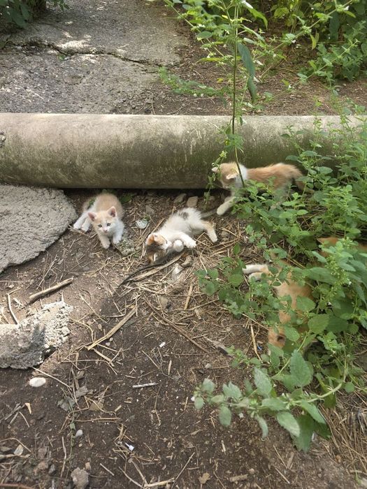 Котята 5 штук мкр Север