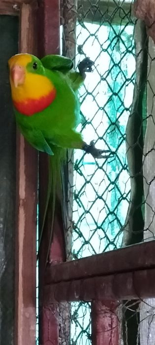 De vânzare Papagali barabant