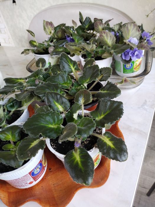 Фиалка обильноцветущая