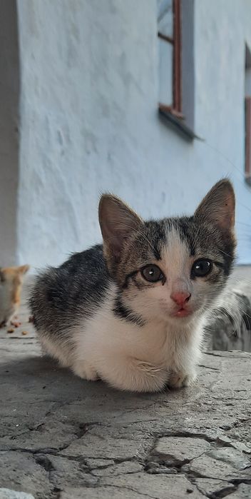 Марғаулар, котята