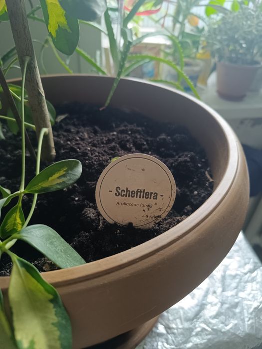 Продам шефлеру  для офиса или дома.