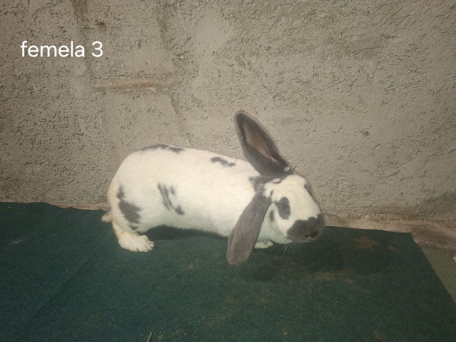 Iepuri fluture geman