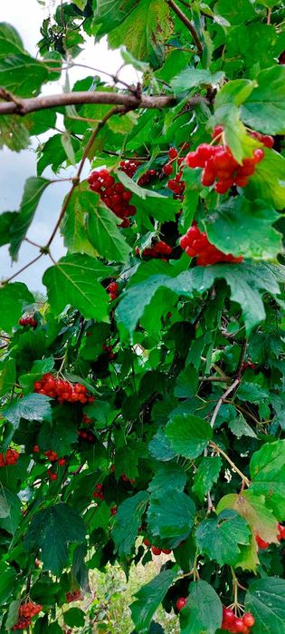 Продам дачу, район Телецентра СО "Кристалл"