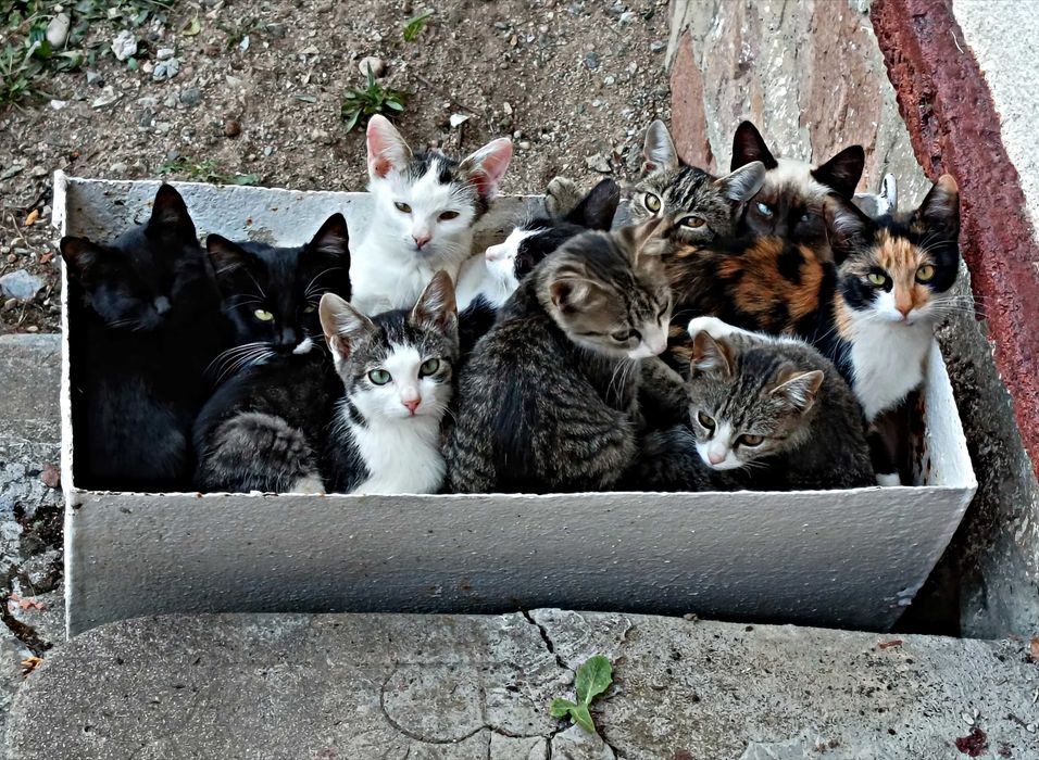 Urgent! Ofer spre adopție 15 pisici comunitare, sănătoase, nevaccinate, pentru iubitori de animale.