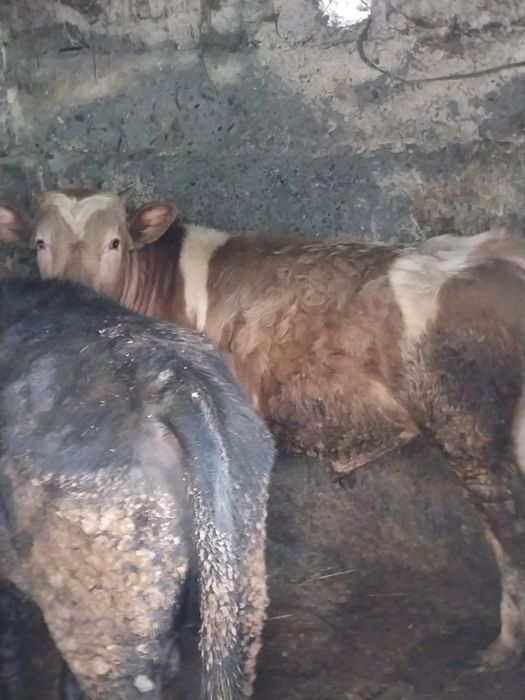 Продам бычка быка