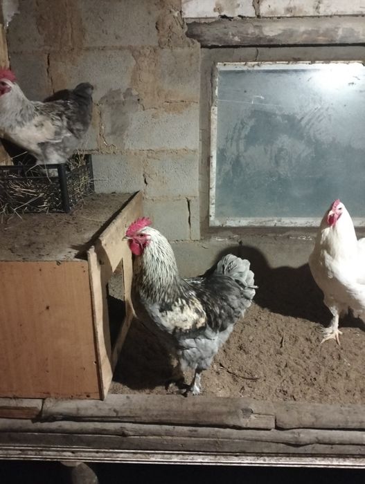 Әтеш сатылады Брама