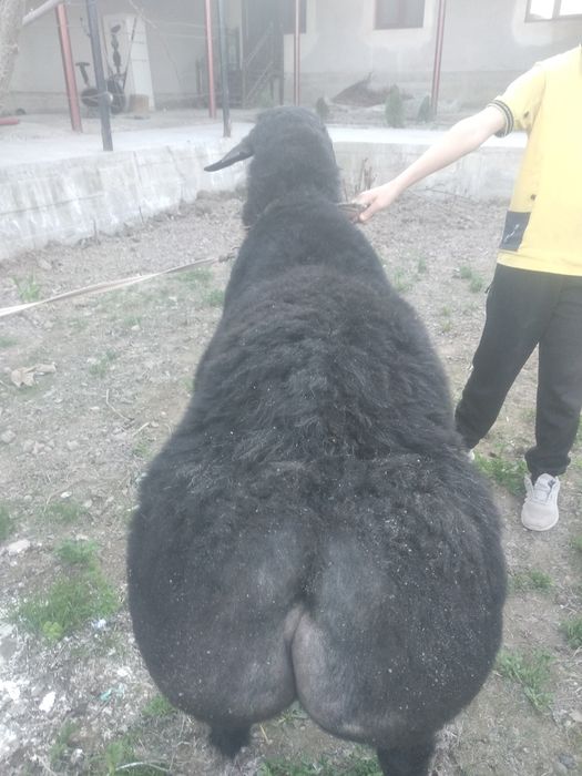 Qŏchqor sotiladi