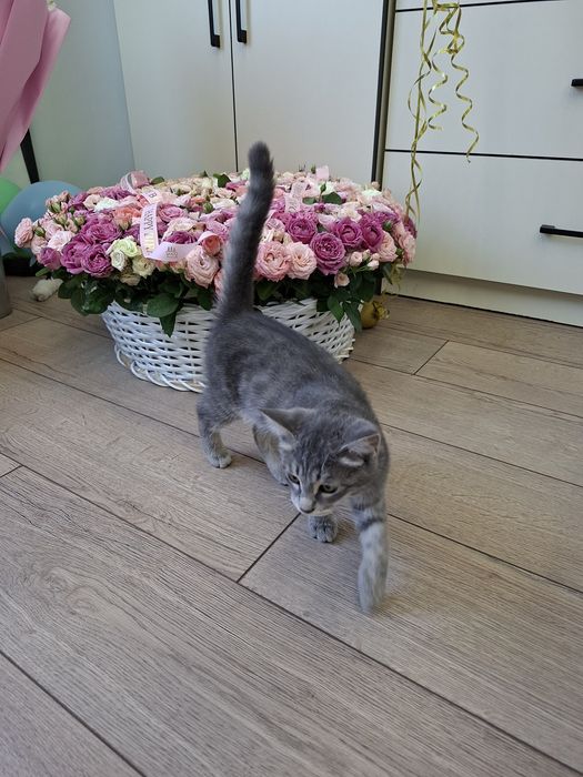 Котенок мальчик привитый