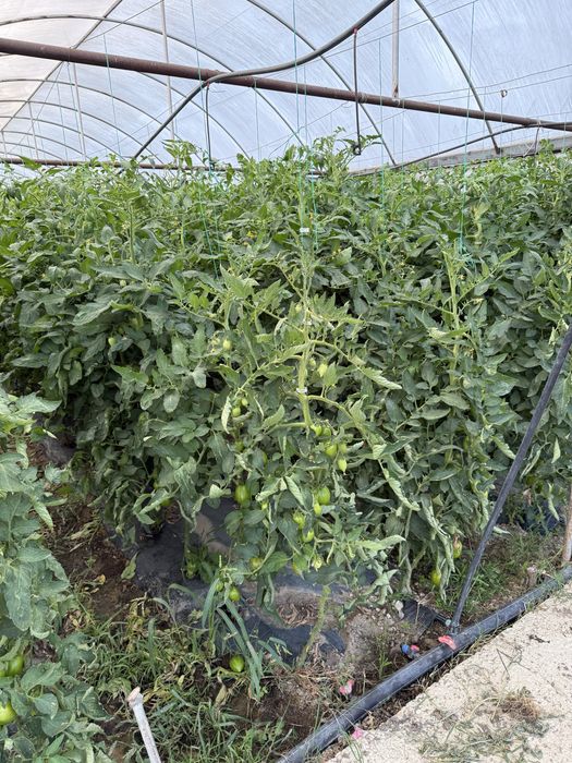 Продава се Земеделски имот в с. Спатово, Област Благоевград -  кв.м за 28688 €/дка - Снимка #8