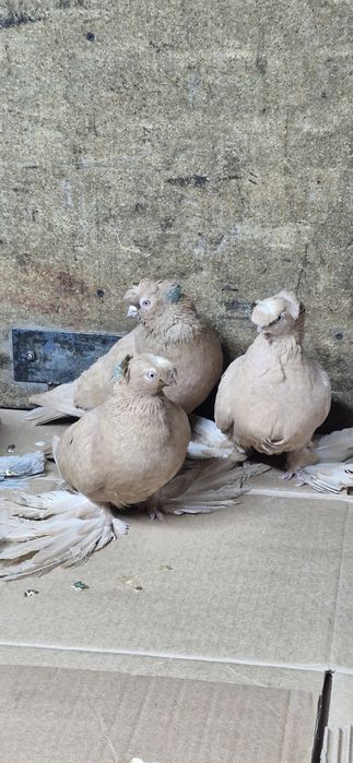 Продам голубей...