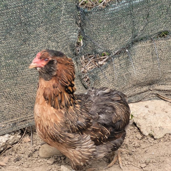 Perche araucane( 1 cocos + 1 gaina)