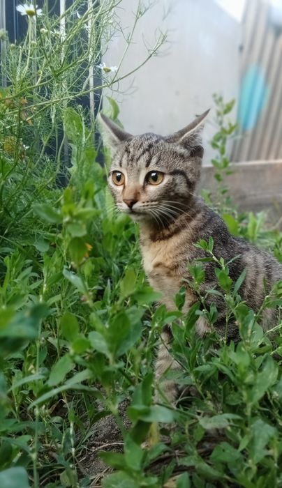 Отдаем бесплатно двух кошечек в добрые руки