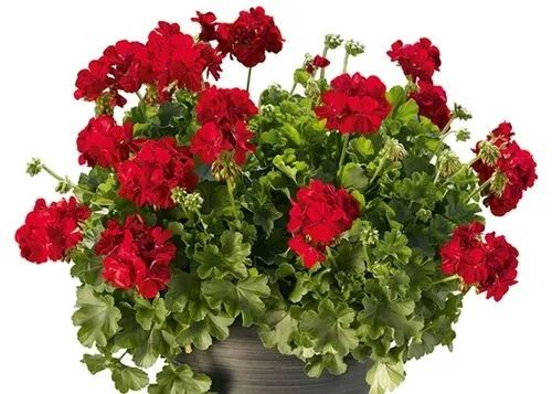 Жудда чиройли Геран гуллар сифатлиси. Геран Цветок шикарная Прадается