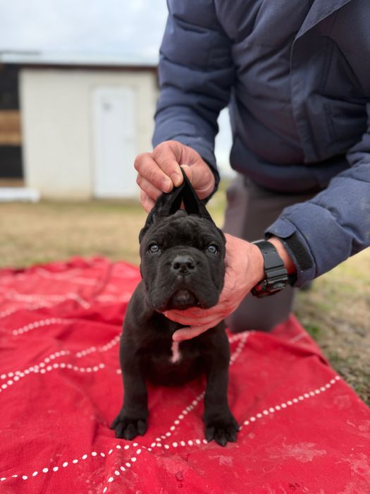 Мъжко Кане Корсо