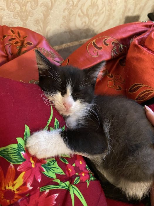 Отдам котенка в добрые руки!!!