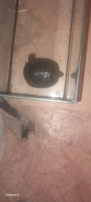 Черепаха продам домашняя