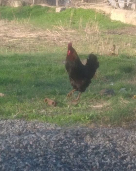 Қораз сатамын, айырбастаймын тауыққа