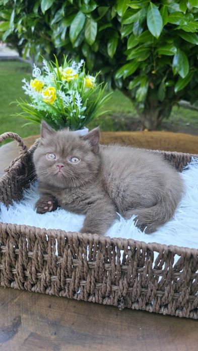 Британки,British,Cinnamon, Chocolate, Red,Cinnamon Tortie