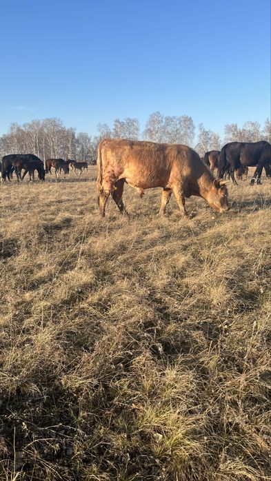 Продам быка на племя