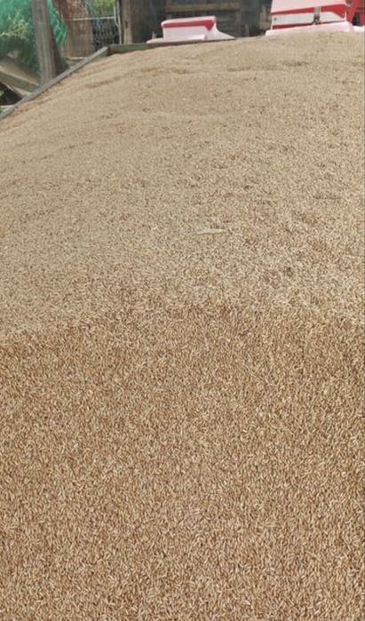 Triticale productie 2025