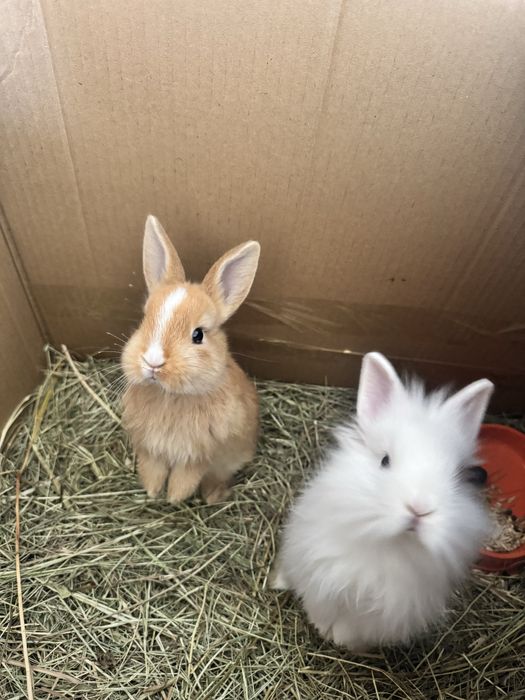 Деоративный кролики