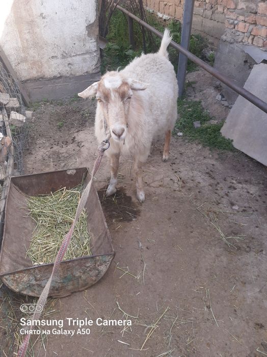 1 жарым жасар теке