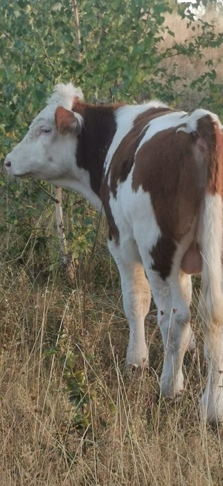 Vând vaci, viței și taur