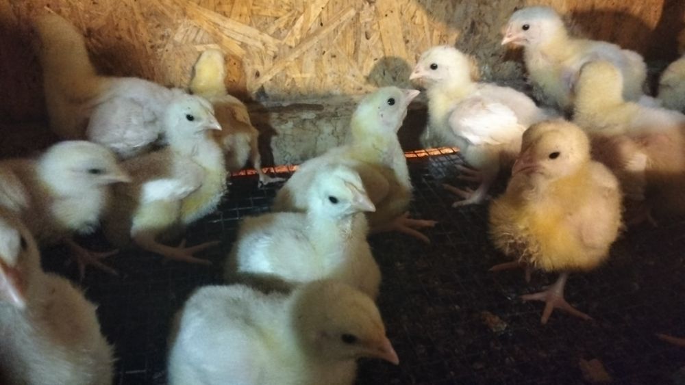 Продам  цыплят бройлера и мастер грей