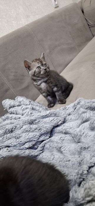 Скоттиш фолд и страйт котята