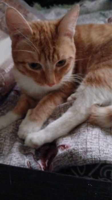 Рыжий котик в добрые руки