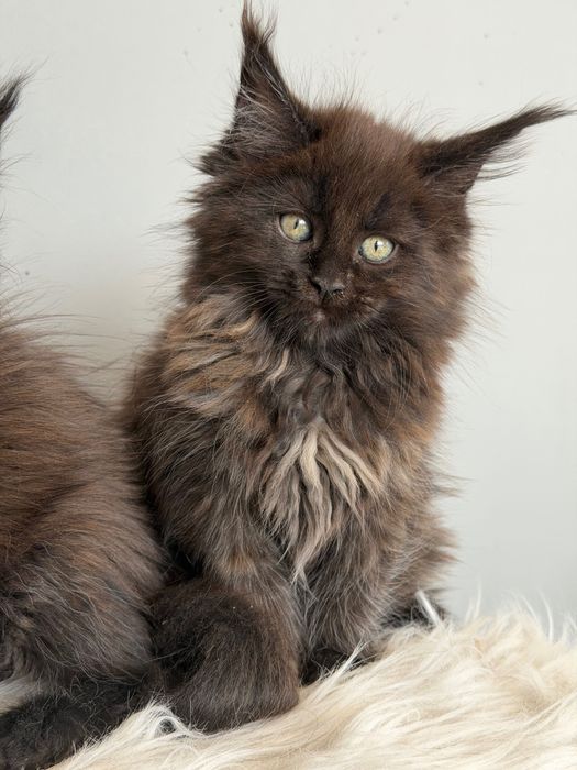 Мейн кун котенца / Мейн куун котенца / Maine coon kittens