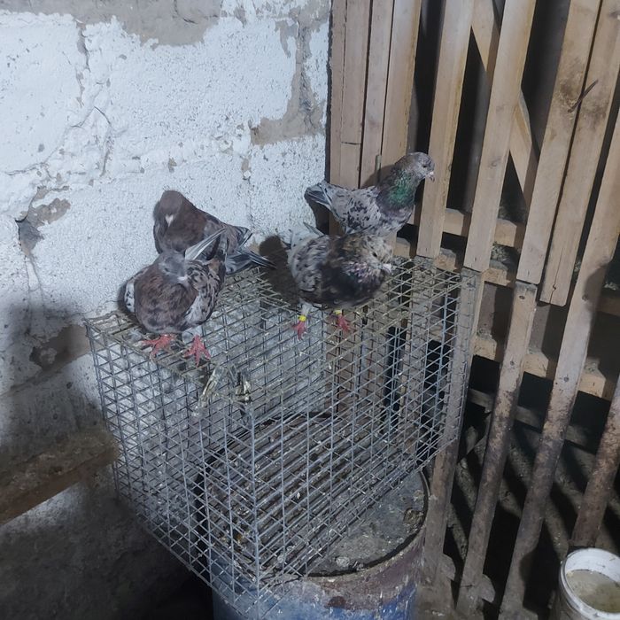 Ореховые челкары лет с игрой