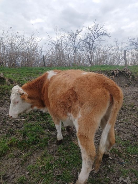 Vând juninca gestanta