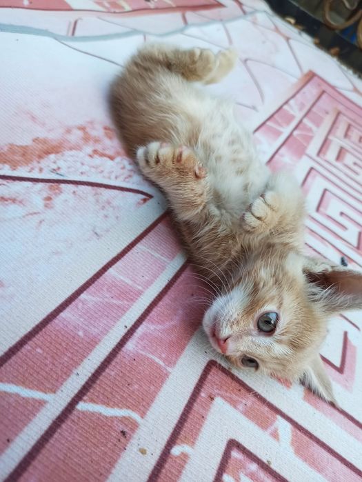 Жігіттердің аузына сперма