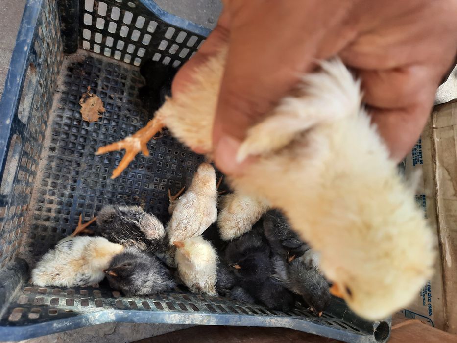 Андижон кора товук брама жерс Жужалари сотилади