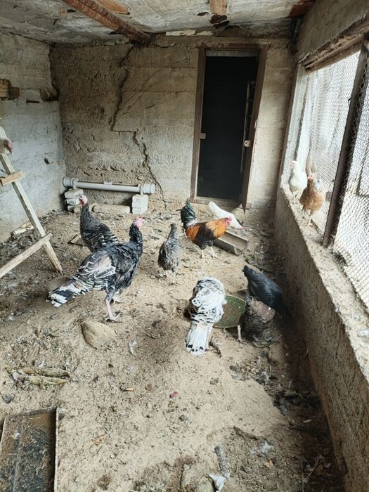 Kurka xoʻrozi sotiladi