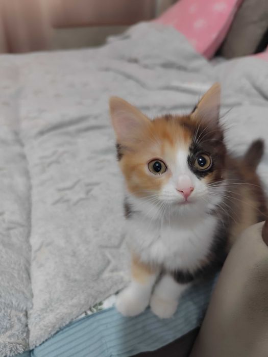 Отдам котят бесплатно