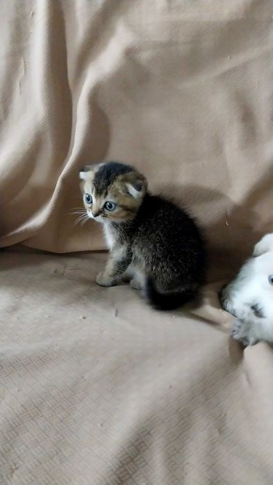 Очаровательные шотландские котята в добрые руки!